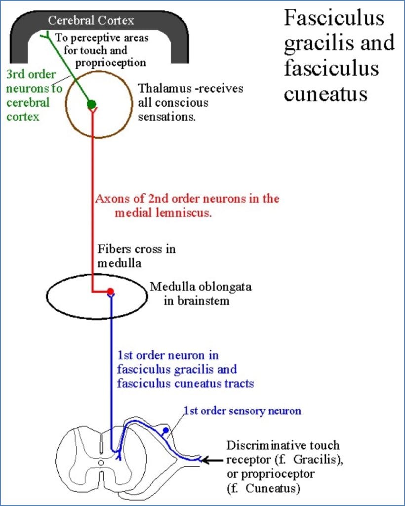 Somatosensory pathways - Dorsal column
