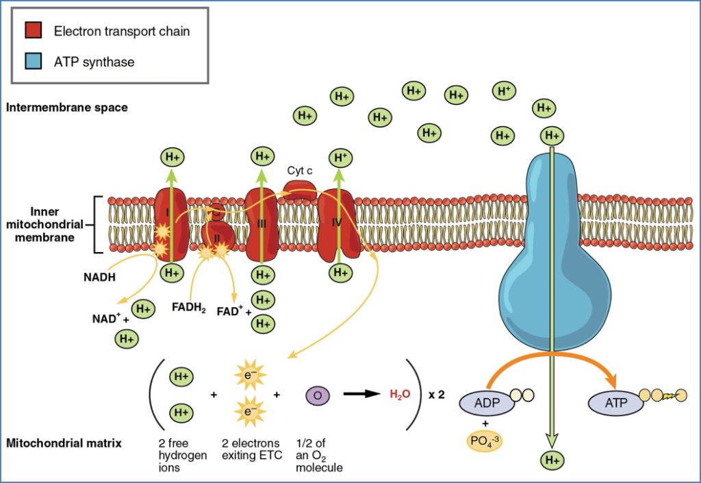 ELECTRON TRANSPORT CHAINS
