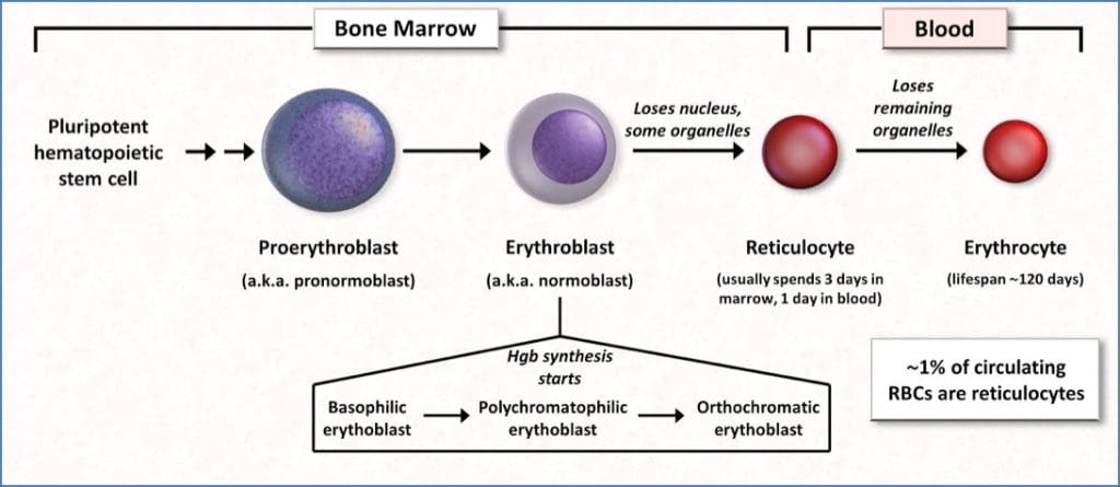 ERYTHROPOIESIS