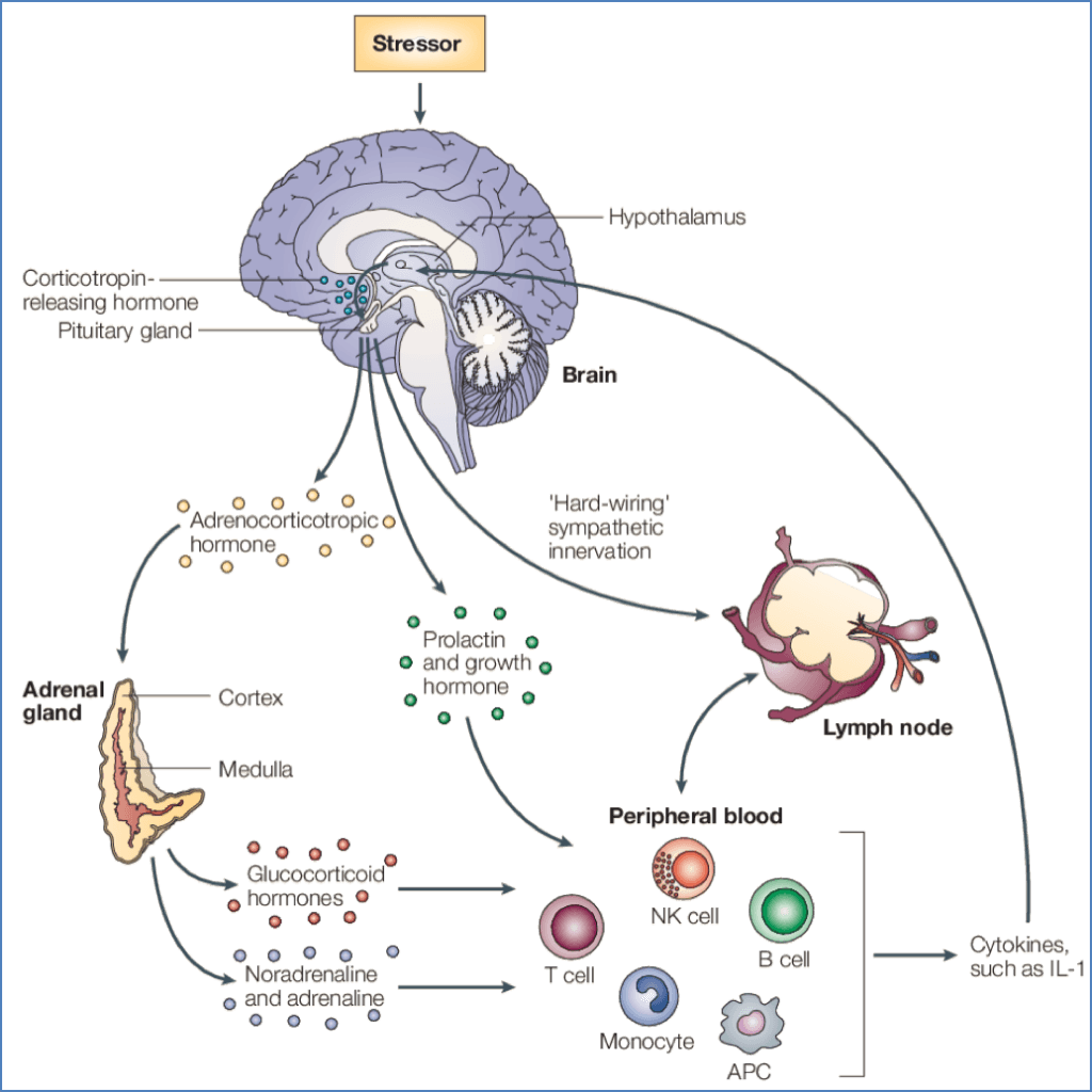 Physiological Stress Response - The Immune System