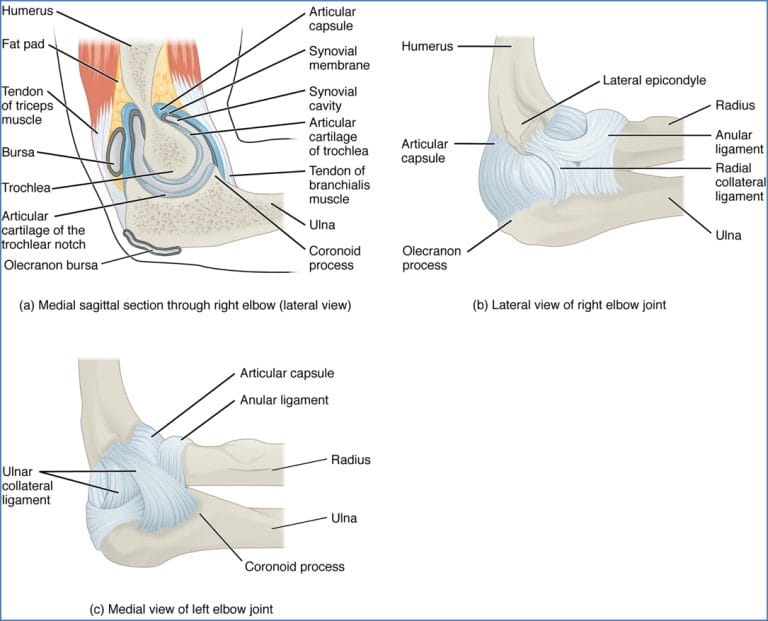 Pip Rcl Upper Limb Joints | Musculoskeletal | MedStudentNotes