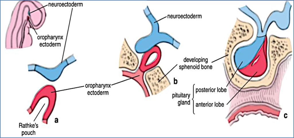 Embryology of the Pituitary Gland