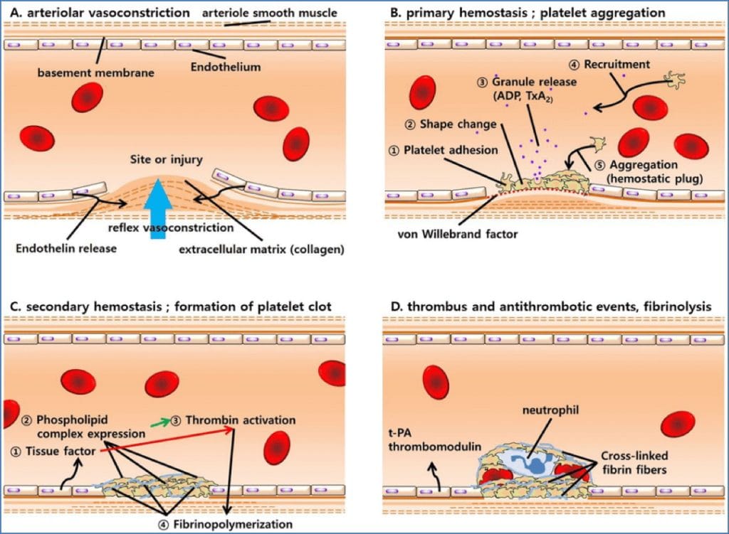 Endothelial Cells