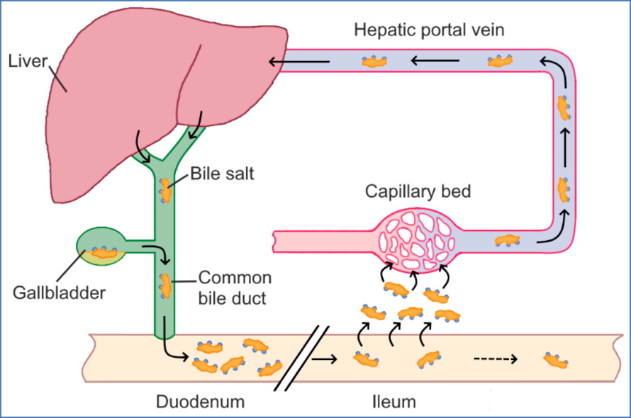 liver physiology: EnteroHepatic Circulation