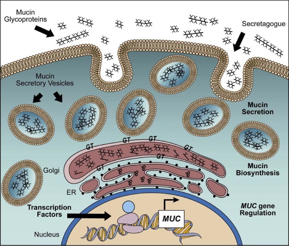 Exportable Protein Secretion