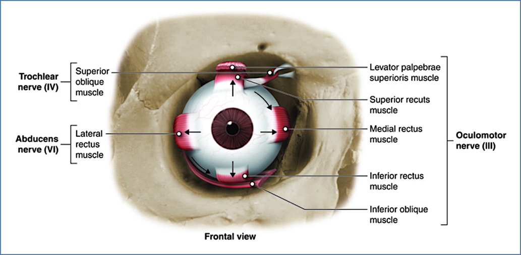 Extrinsic Eye Muscles