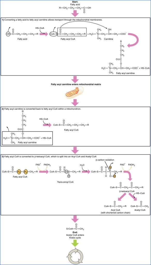 FATTY ACID OXIDATION