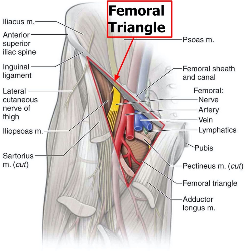 Femoral Triangle