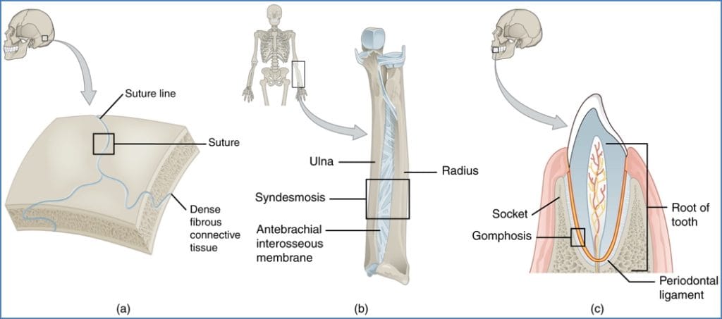 Fibrous Joints