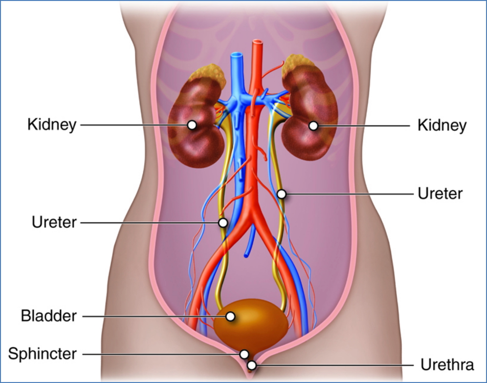 urinary system anatomy