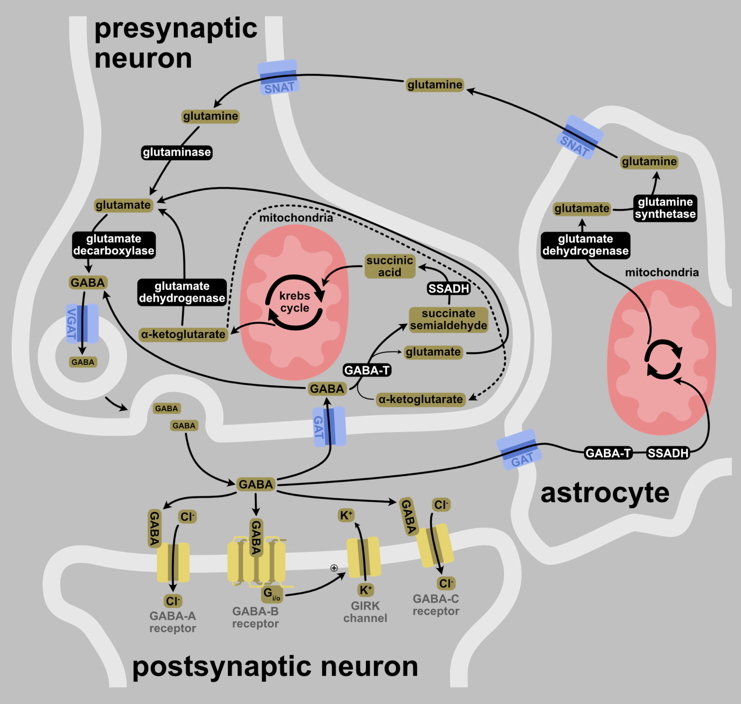 GABA neurotransmission