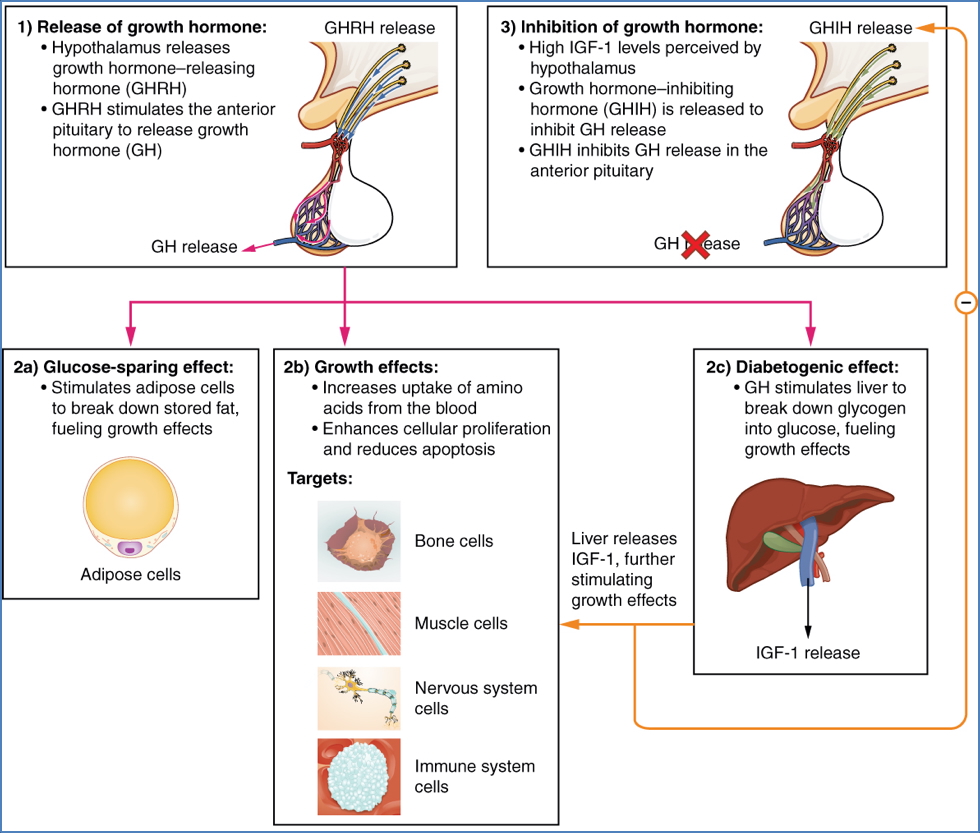 GH – Growth Hormone