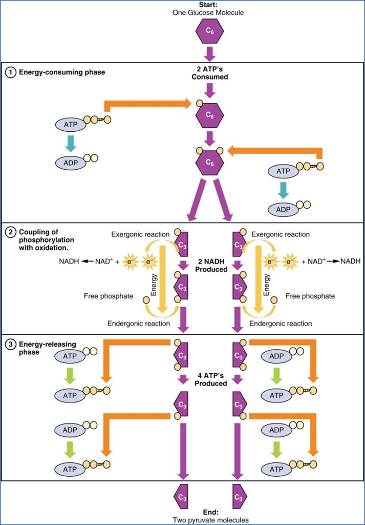 GLYCOLYSIS