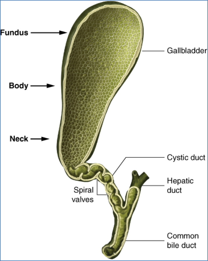 Gallbladder