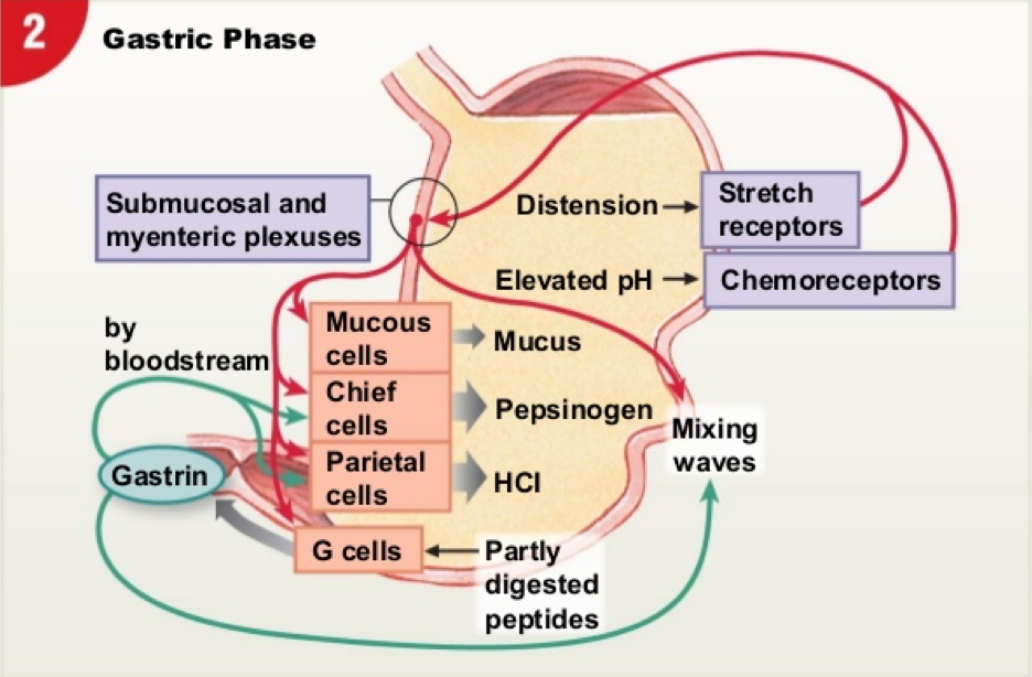 Gastric Phase