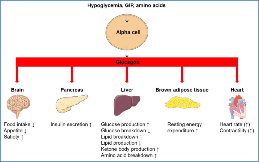 Glucagon Actions