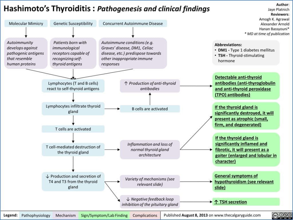 Hypothyroidism - HASHIMOTO’S