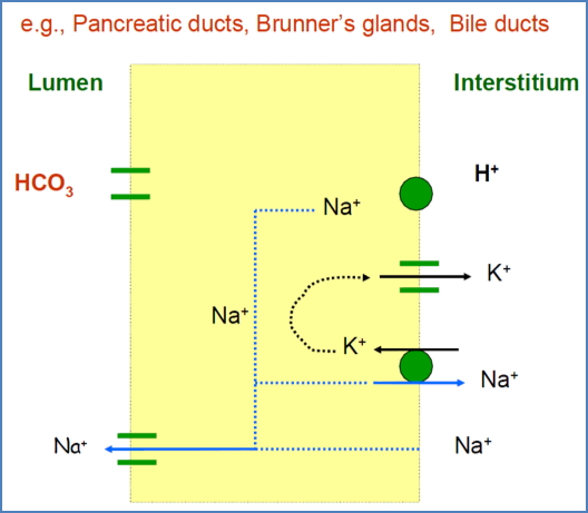 HCO3 Secretion