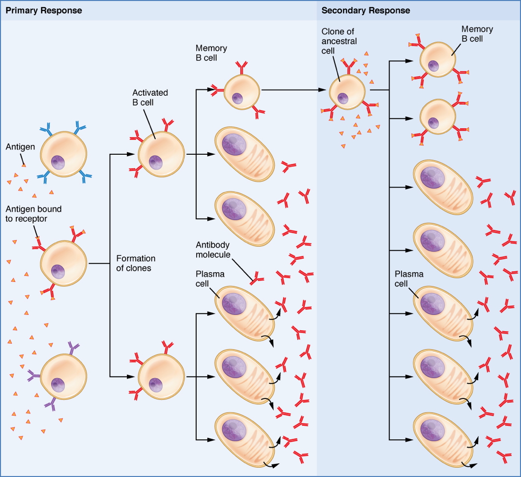 blood and immunity - HUMORAL IMMUNITY 
