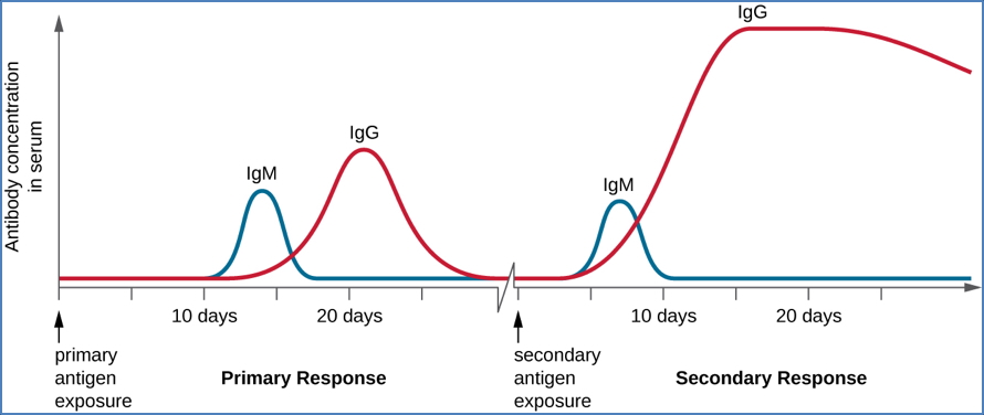 blood and immunity - HUMORAL IMMUNITY 