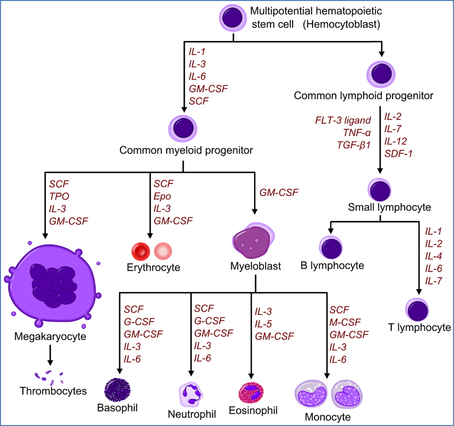 haematopoiesis - Growth Factors