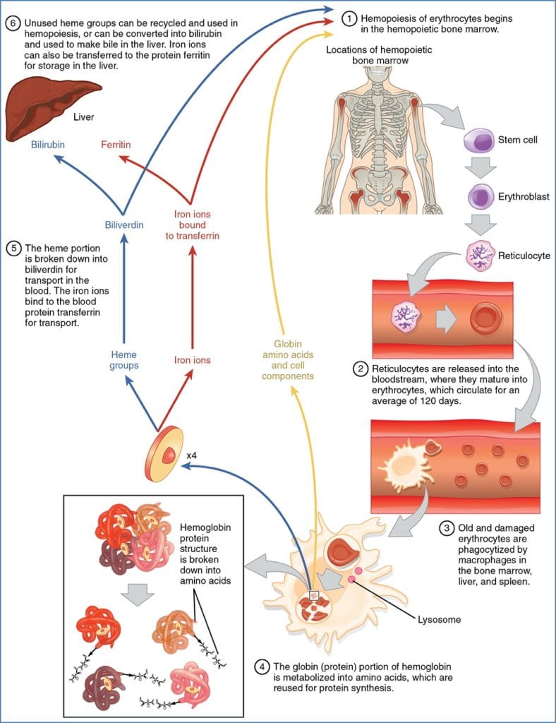 Heme iron metabolism