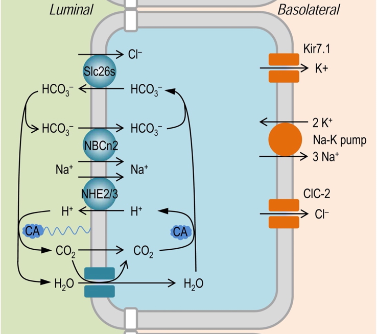 gastrointestinal absorption - Ileum