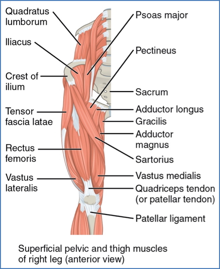 lower limb muscles - Iliac Region & Anterior Thigh