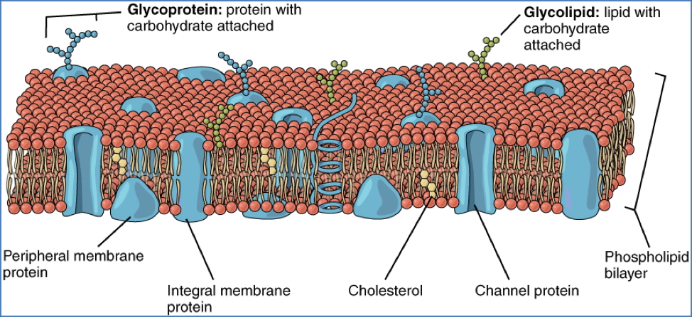 cell membrane and transport - Imbedded membrane Proteins