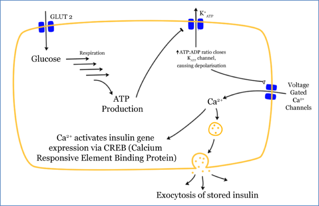 Insulin release from the Endocrine Pancreas