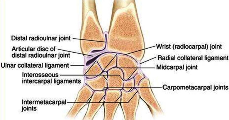 InterCarpal Joints