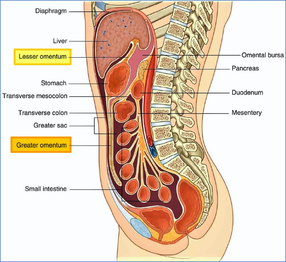 gastrointestinal system: Intra Vs. Retro – Peritoneal Organs