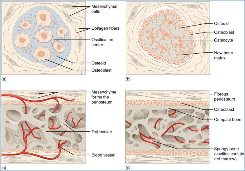 Intramembranous Bone Formation