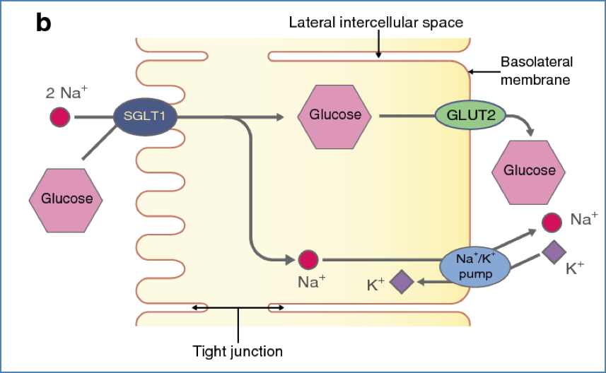 gastrointestinal absorption - Jejunum