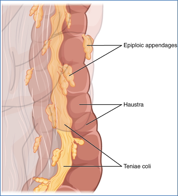 GI tract anatomy: Large Intestine
