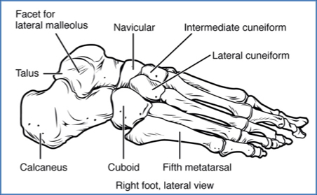 Lateral Longitudinal Arch