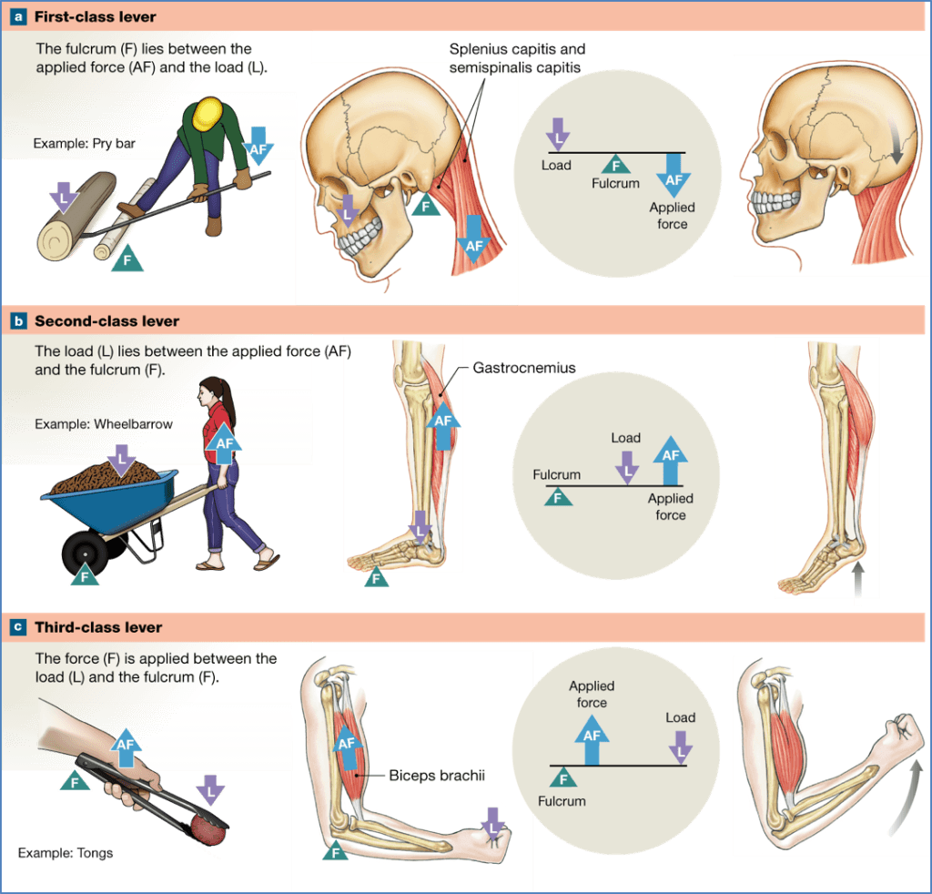 principles of biomechanics - Levers