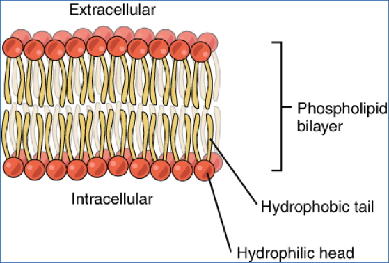 Lipid Bilayer