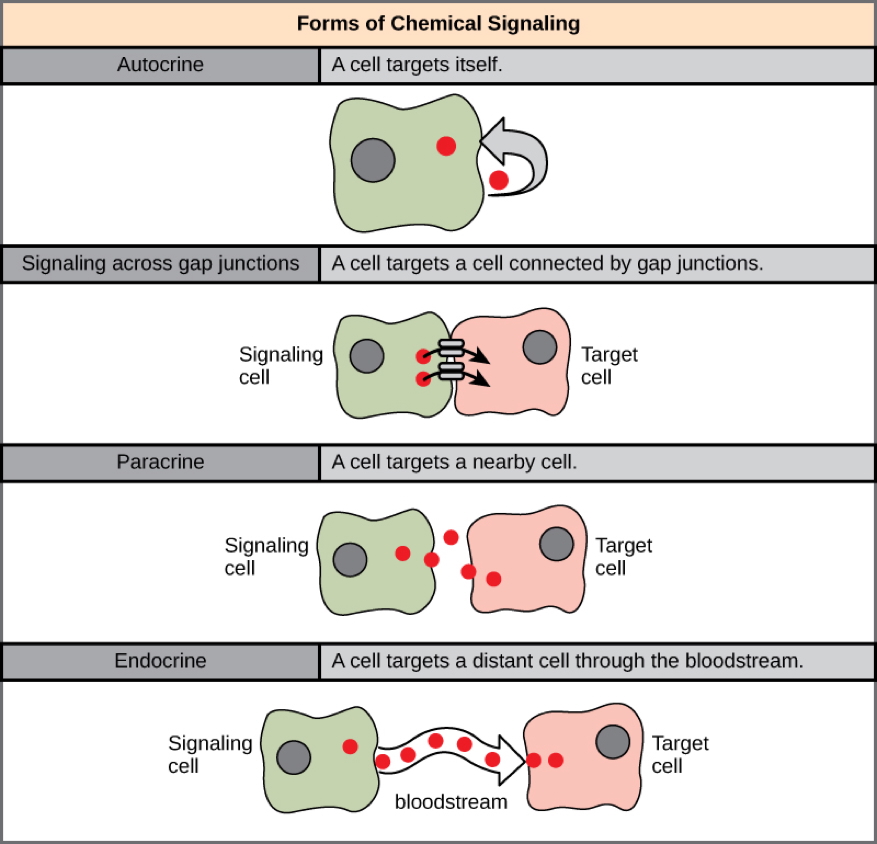cellular signalling: Long or Short Range