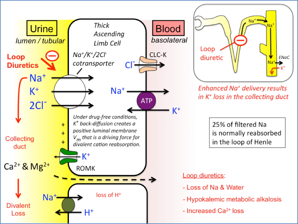 Loop Diuretics
