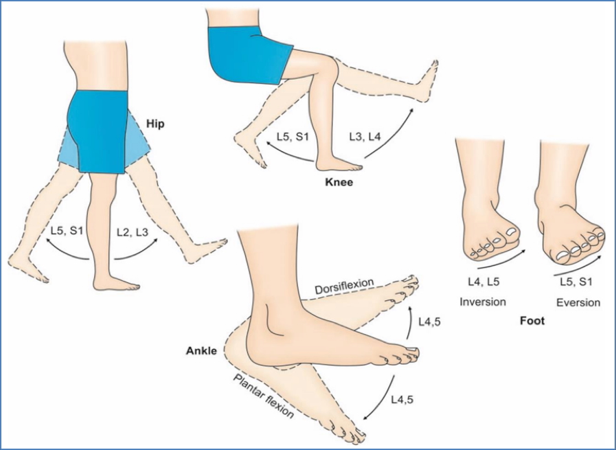 Lower Limb Nerve Lesions