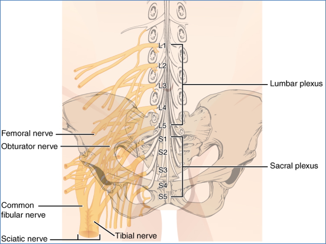 Lumbar Plexus