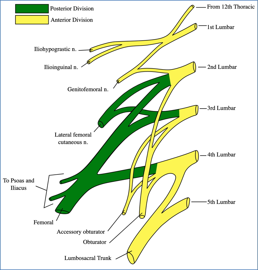 Lumbar Plexus
