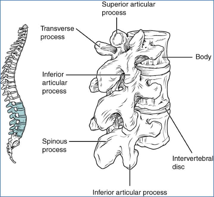the axial skeleton - Lumbar