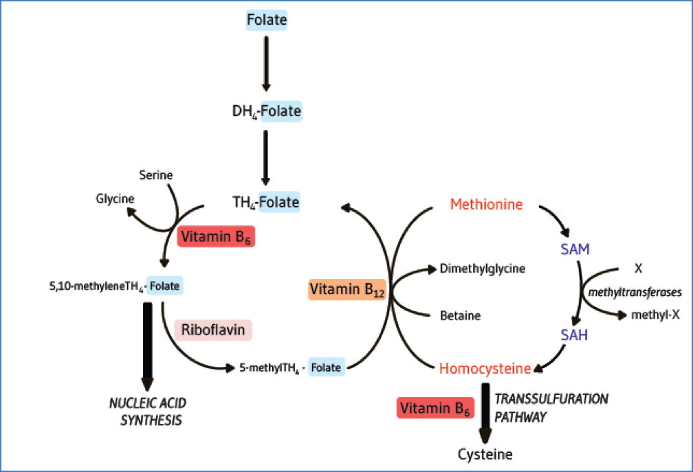 MACROCYTIC ANAEMIA