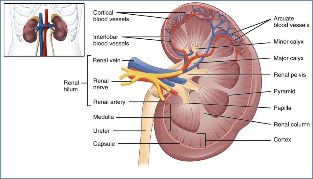 urinary system anatomy - Macroscopic Anatomy of Kidneys