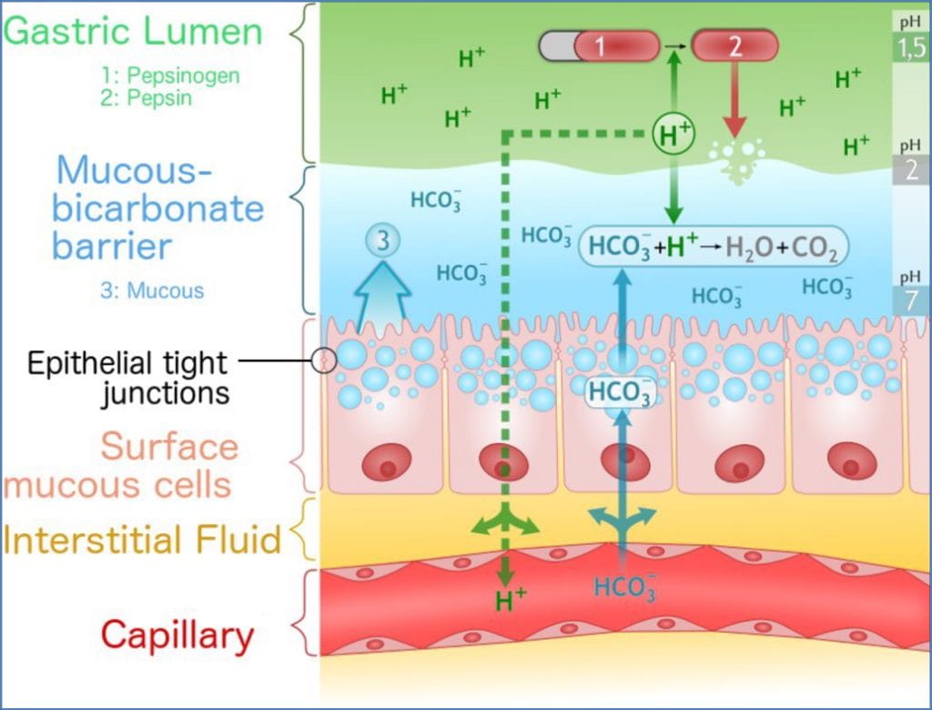 Maintaining Luminal Homeostasis