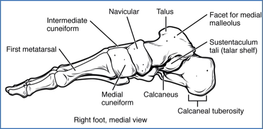Medial Longitudinal Arch