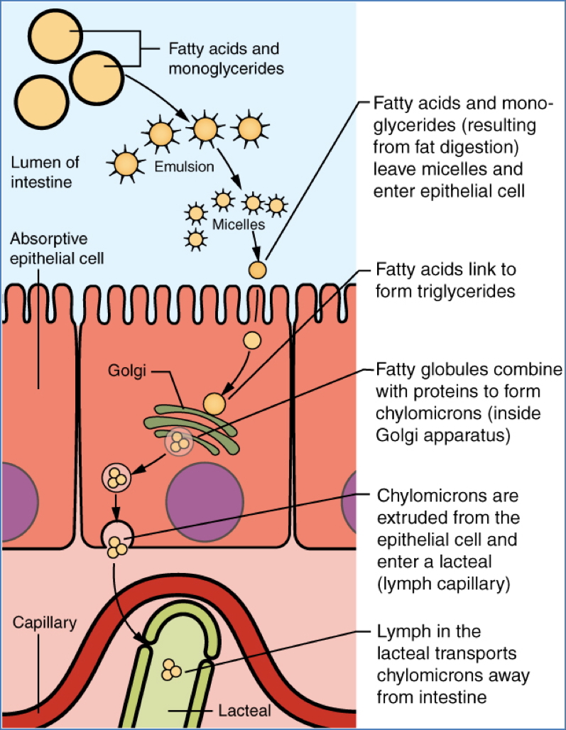 gastrointestinal absorption - Micelles