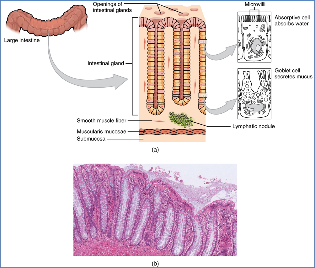 Micro Structures colon
